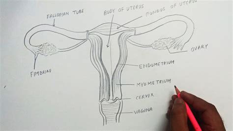 How to draw Female Genitalia System step by step for beginners